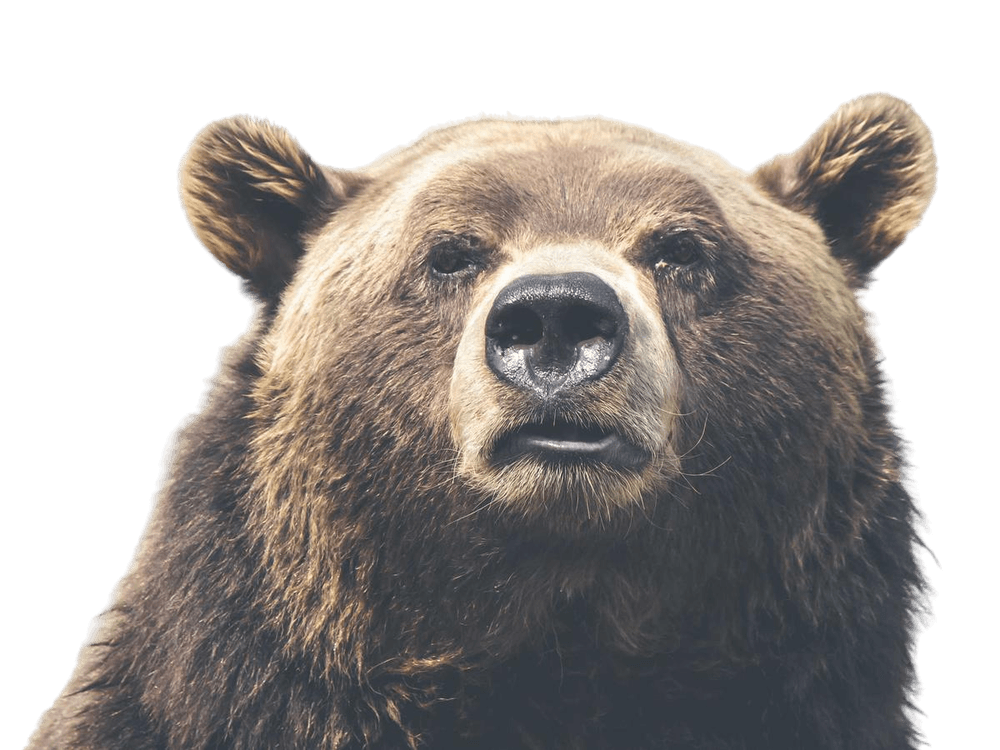 The same bear with the background removed