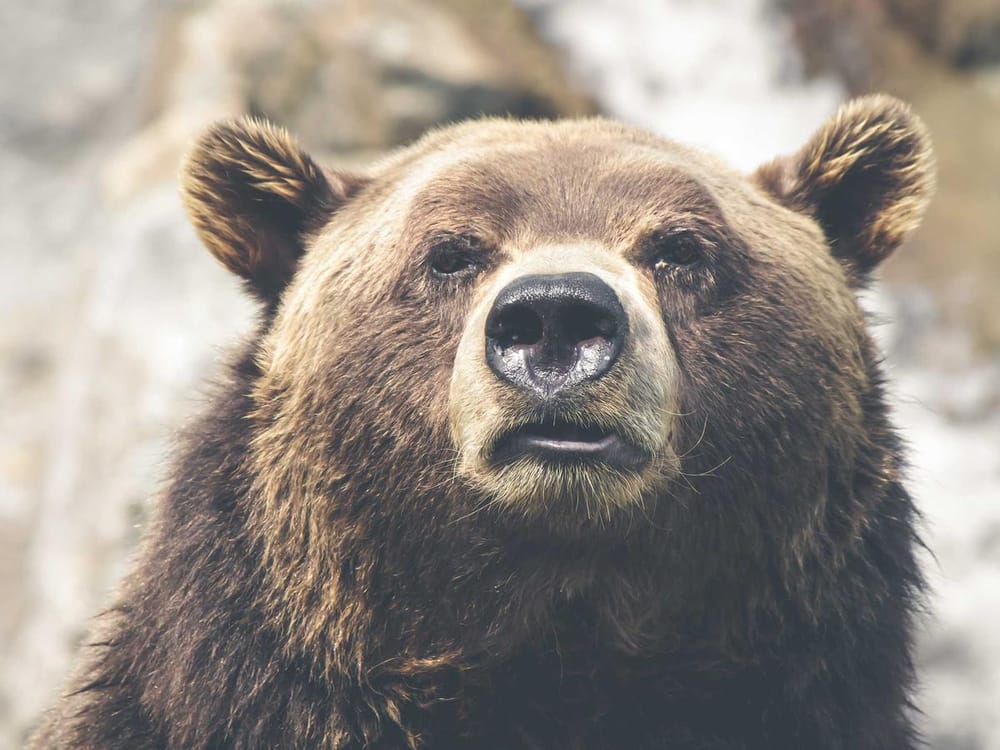 Original photo of a brown bear